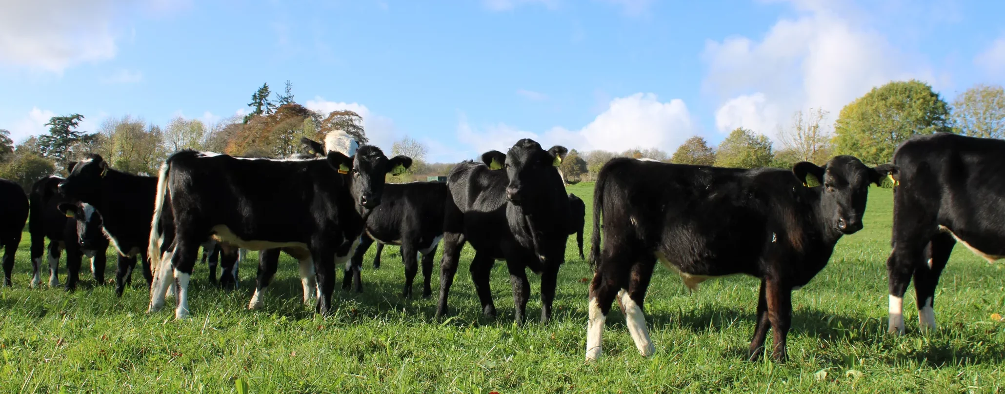 LONGHORN SOCIETY MEMBERS VISIT ONE OF BUITELAAR'S MOST PROGRESSIVE REARER FINISHERS