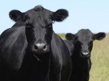 Aberdeen - Reared Calves & Store Cattle