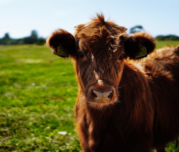 Buitelaar Milk Powder Quality Assurance