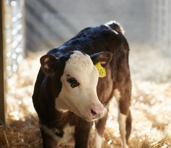 Hereford Rearing calf