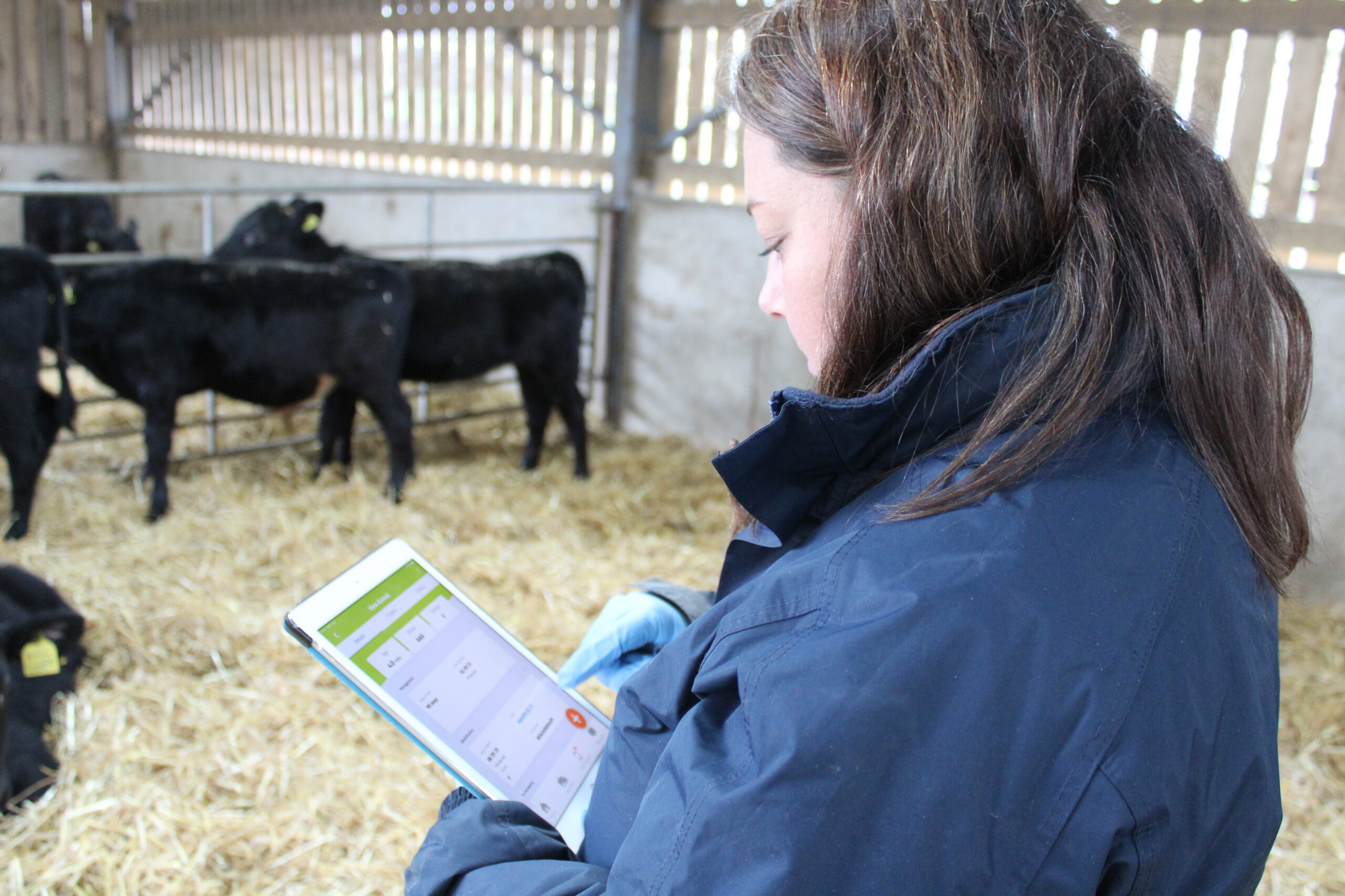 Buitelaar Research & Development On-farm data capture supporting calf health and performance monitoring within Buitelaar rearing systems.