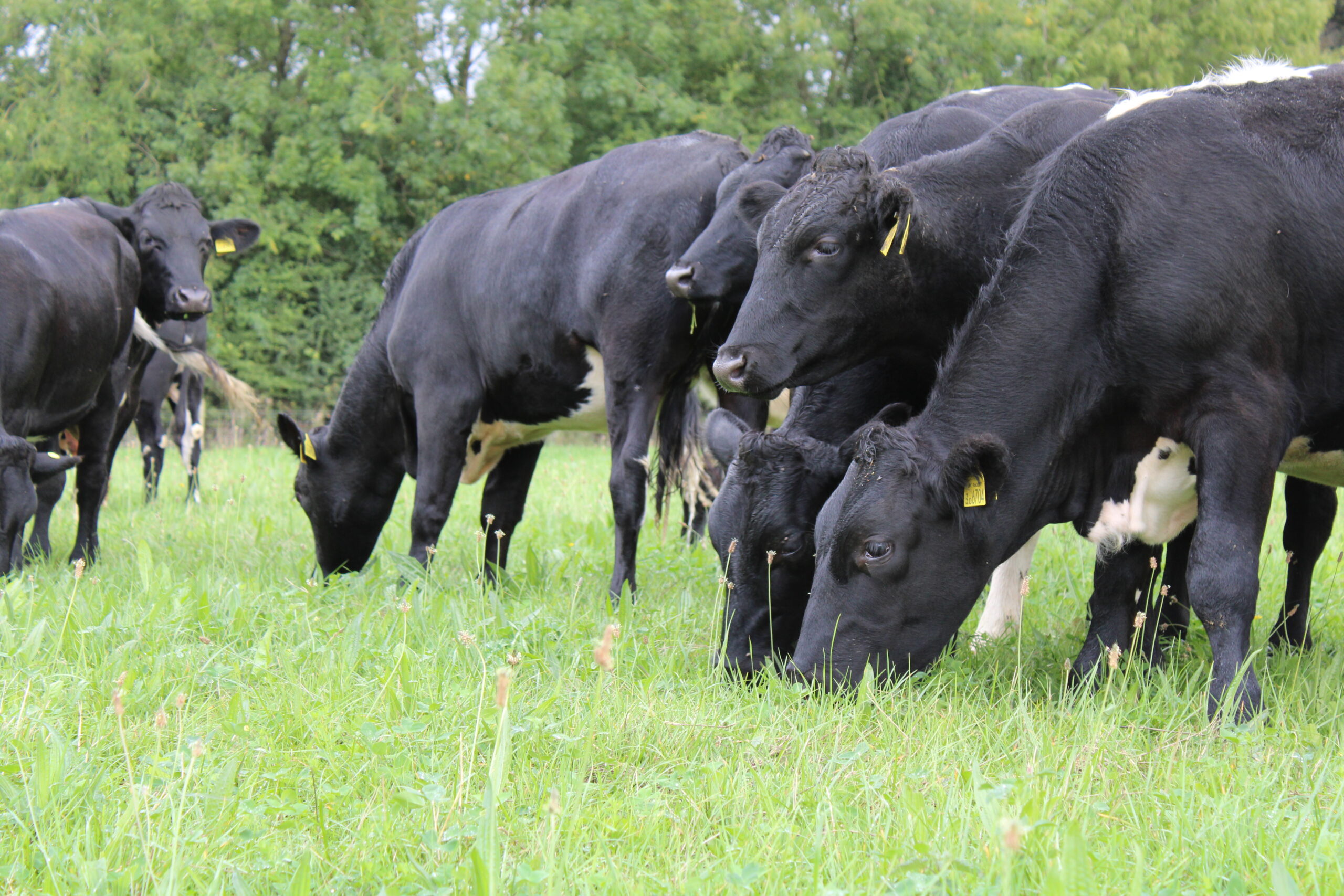 Healthy cattle grazing in a green field as part of Buitelaar's finishing scheme