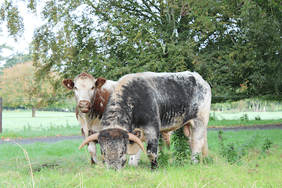 longhorn cattle