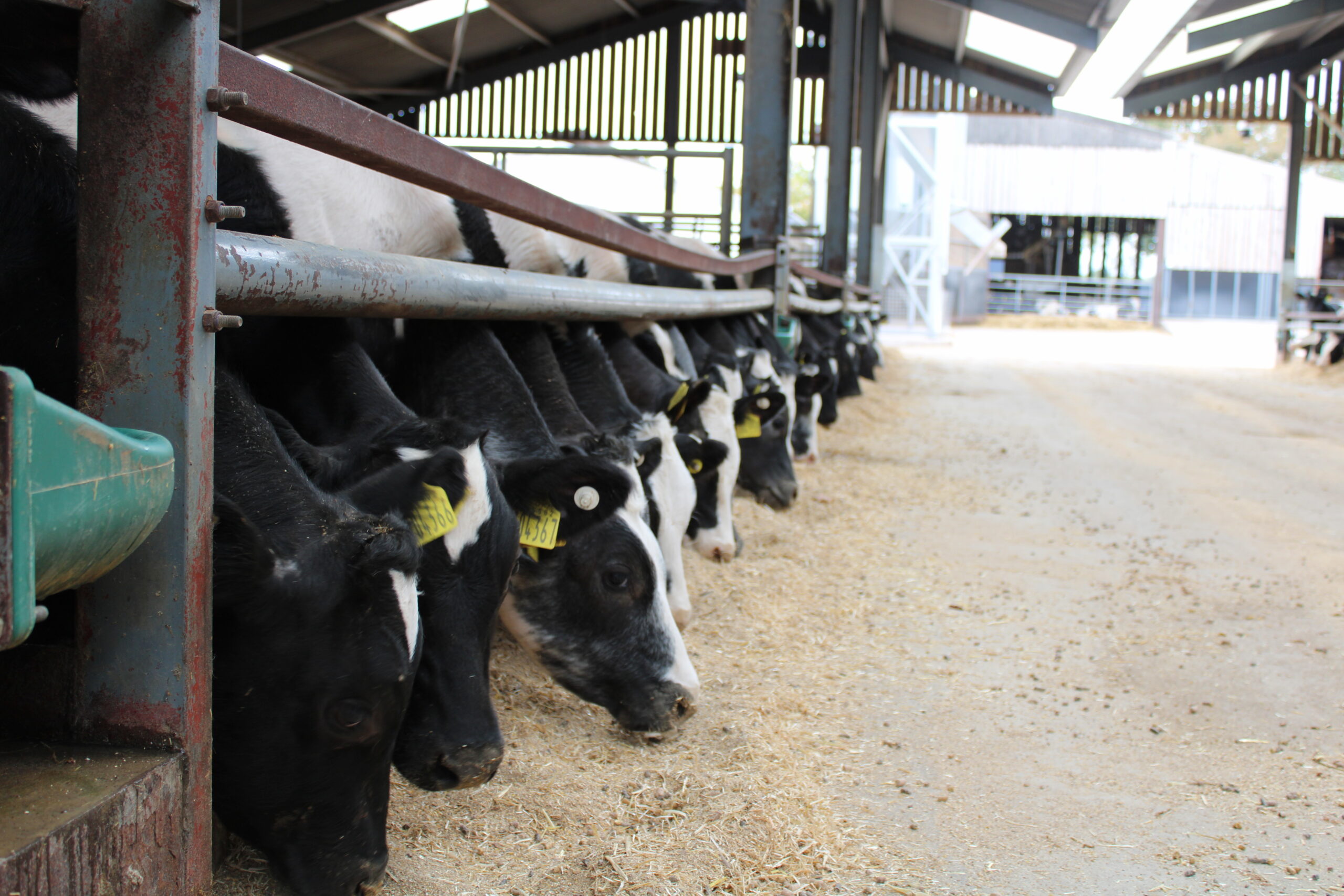 Buitelaar Weaned Finisher