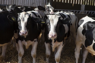 Black and white bulls