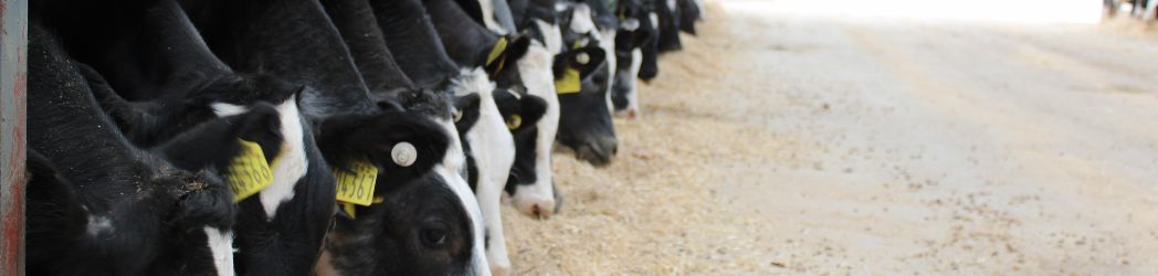 Buitelaar Buy Calves & Cattle Banner Image