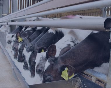 Buitelaar Calf Contracts Image