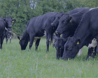 Store & Finished Cattle Image