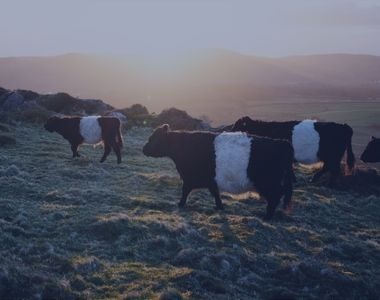 Reared Calves & Store Cattle