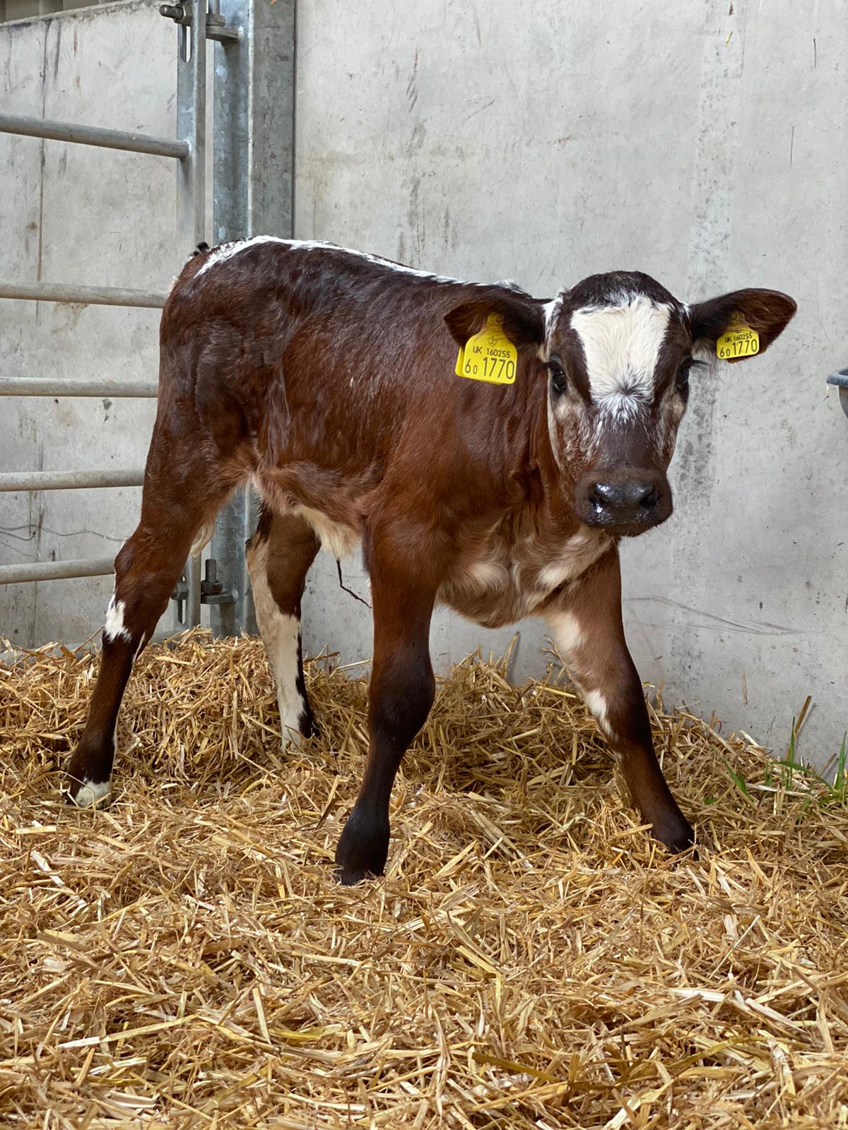 Individually tagged longhorn calf in modern housing, demonstrating traceability and high welfare standards across the Buitelaar supply chain.
