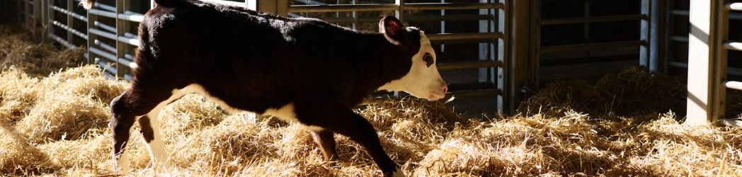 Buitelaar The Calf Club Banner Image