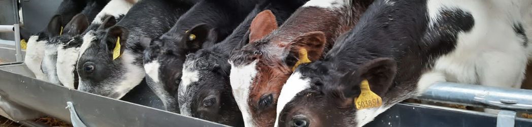 Buitelaar Rearing Calves - Banner Image