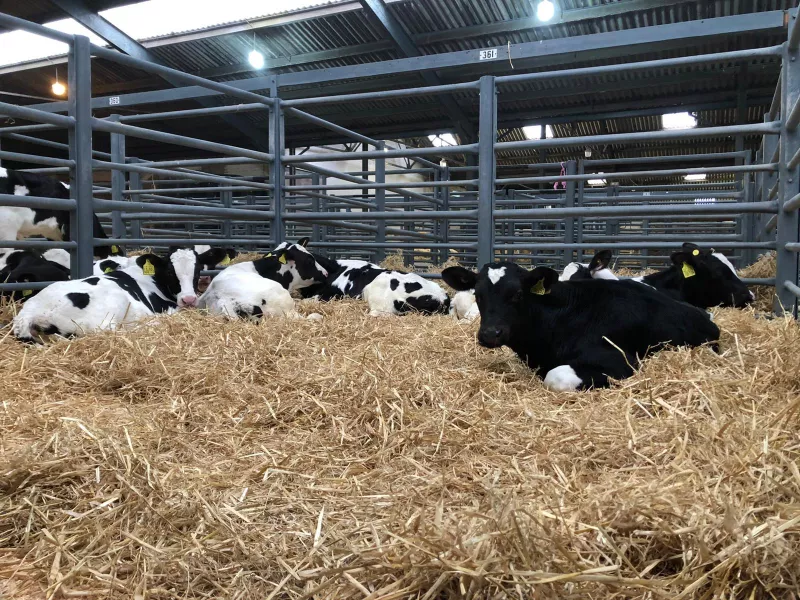 Rearing Calves COLLECTION CENTRE