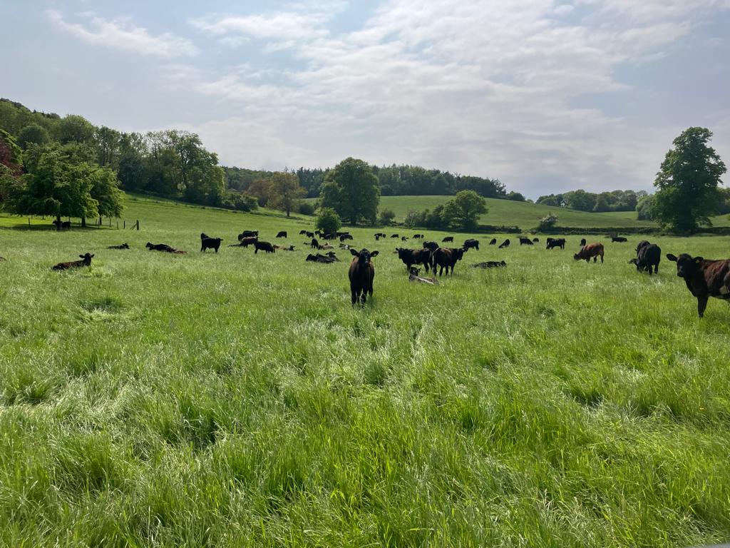 Cows in a field image