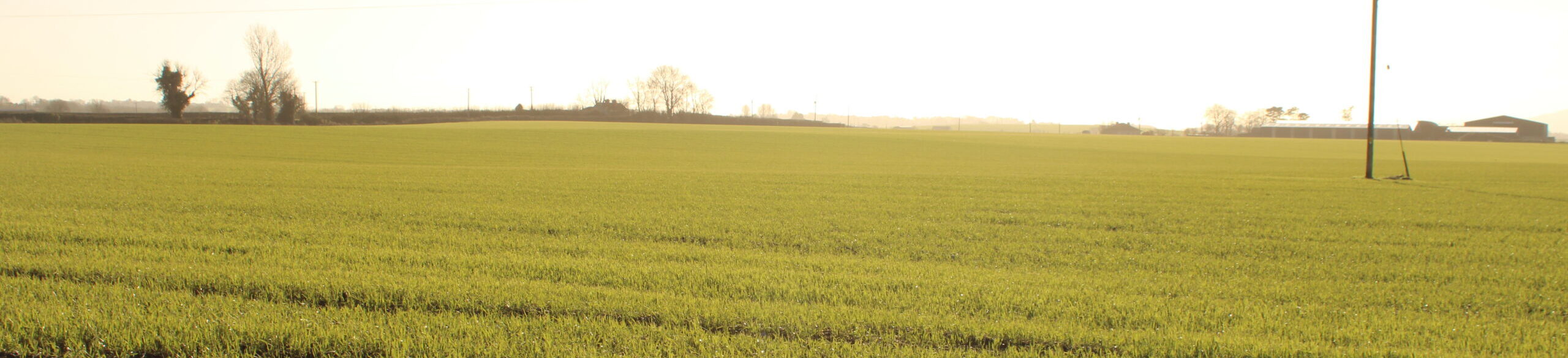 Lush green grass crop growing evenly across a field, illustrating optimal conditions for producing high-quality silage.