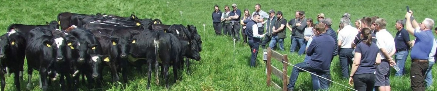 Farmers observing cattle grazing as part of an integrated livestock system designed to enhance soil health, productivity and long-term sustainability.