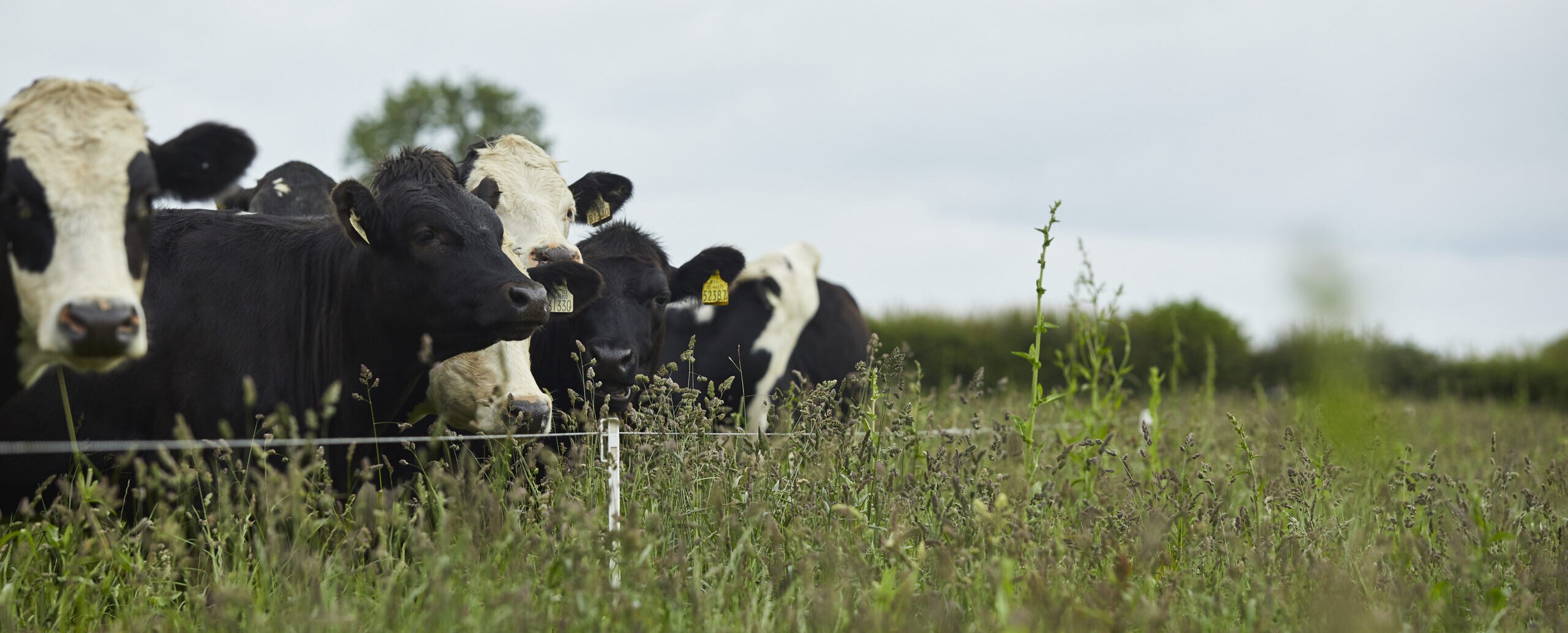 Healthy cattle grazing lush herbal pastures — a natural, high-welfare approach to sustainable beef production.