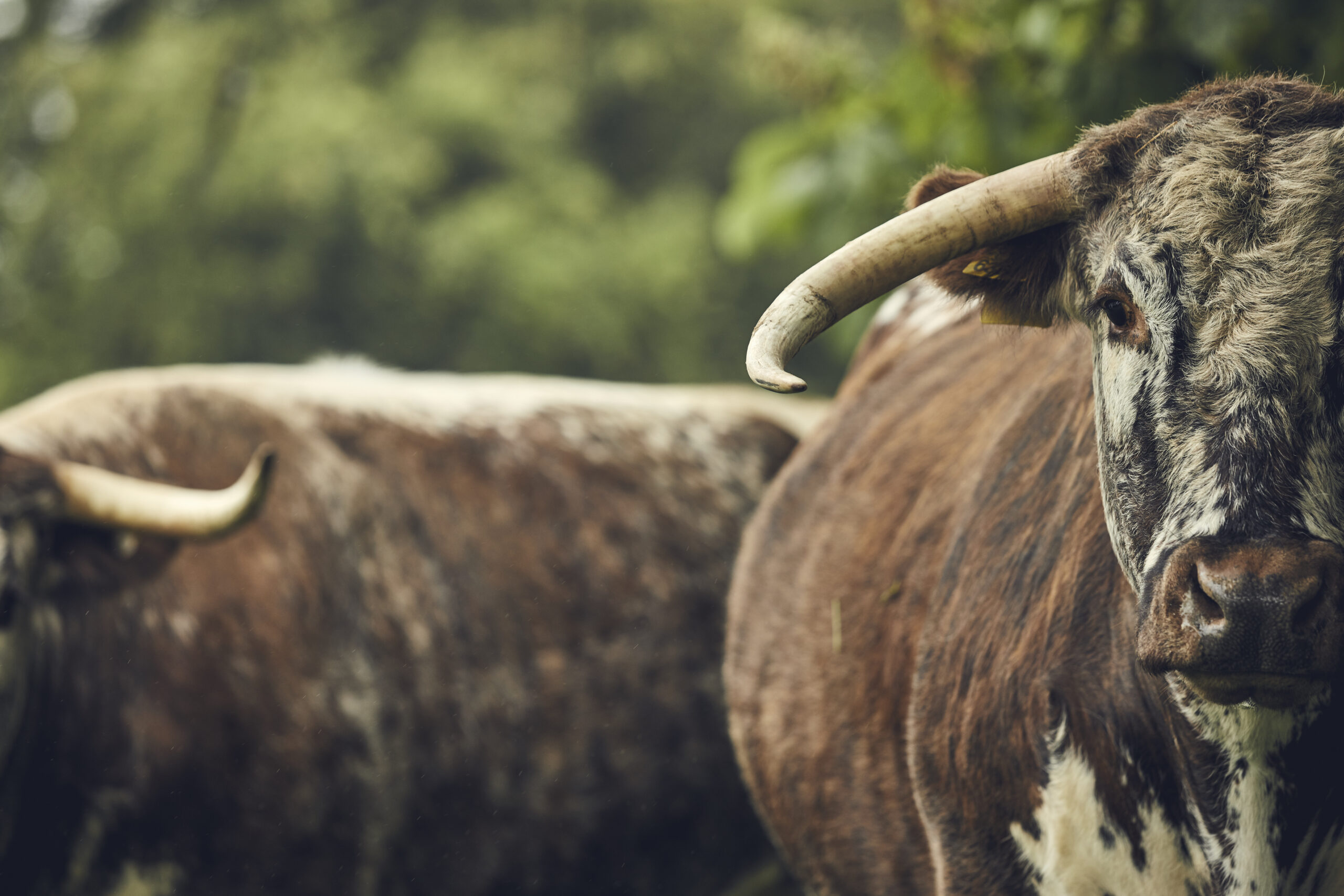 Close-up of cattle grazing on herbal leys at Buitelaar Prumplestown, demonstrating regenerative livestock farming in Ireland.