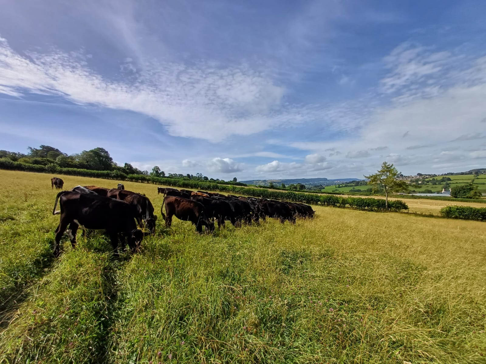 A herd of cattle grazing freely on open pasture, demonstrating high welfare farming practices within an integrated beef supply chain.