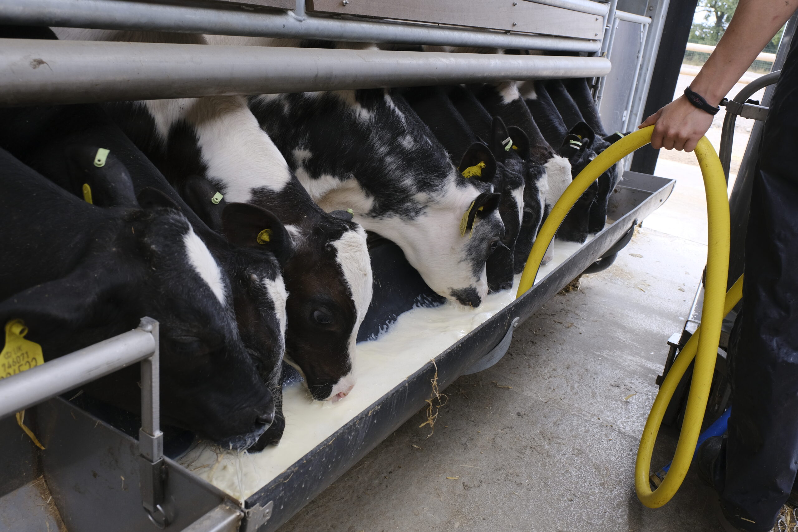 Whole Milk v Milk Powder: The Calf Feeding Question Worth Revisiting Image