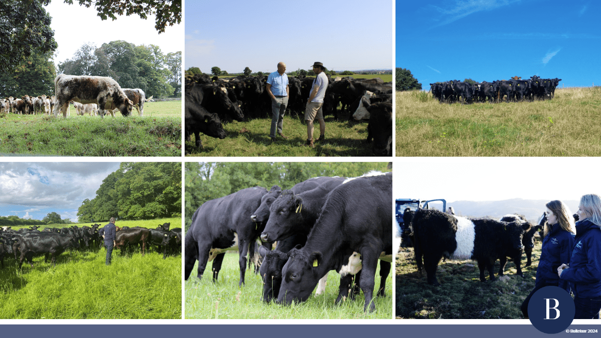 Building a Better Beef Supply Chain: The Buitelaar Integrated Model Image